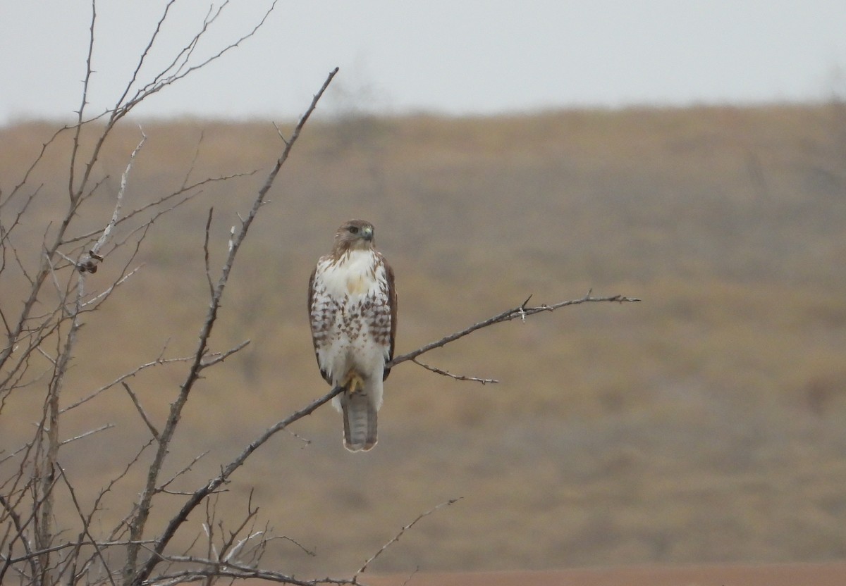 káně rudochvostá - ML646883740