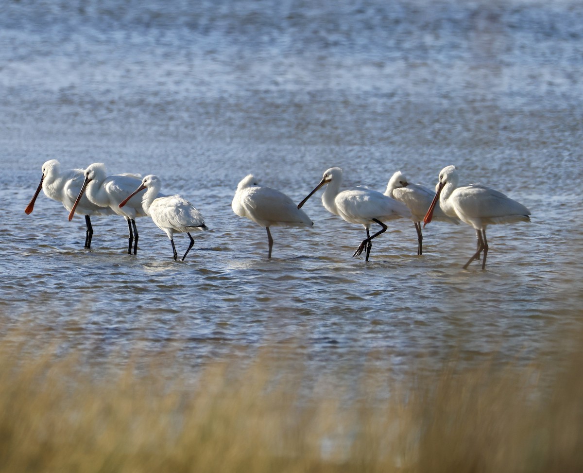 Eurasian Spoonbill - ML646883741