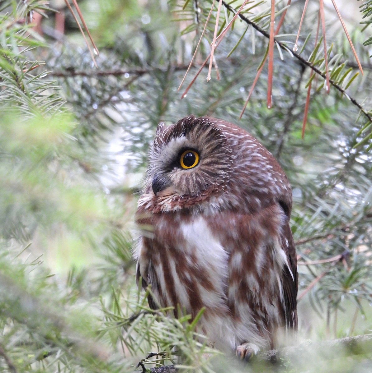 Northern Saw-whet Owl - ML646883743