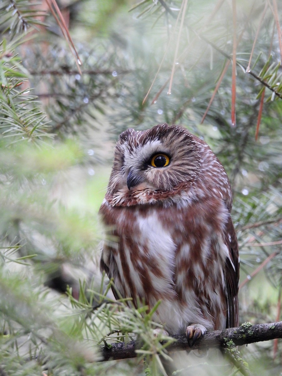 Northern Saw-whet Owl - ML646883744