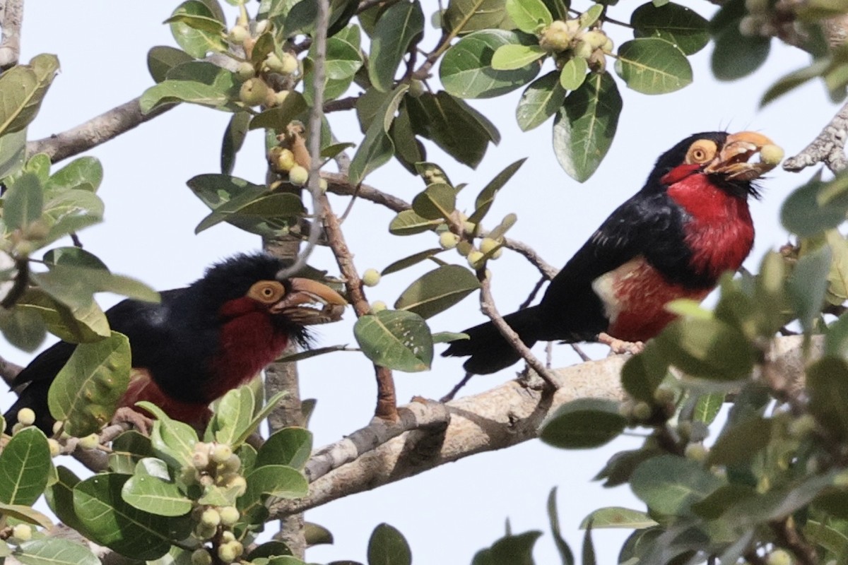 Barbudo Pechirrojo - ML646883748