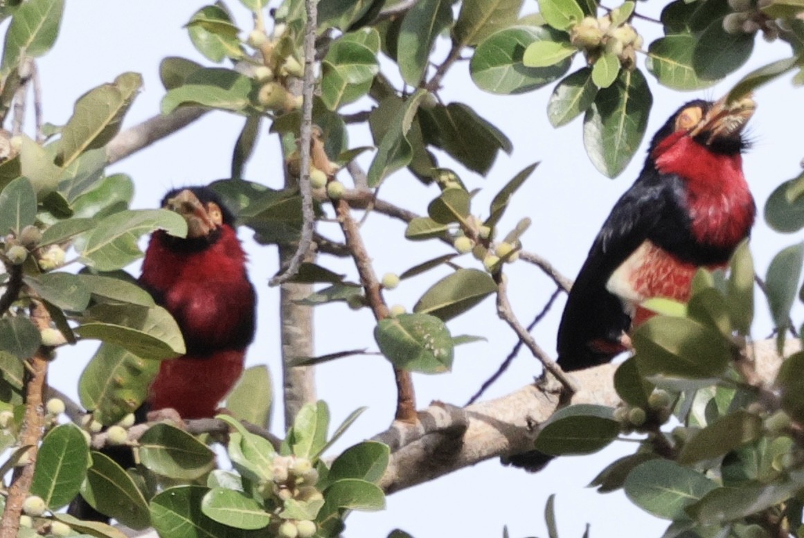 Barbudo Pechirrojo - ML646883749