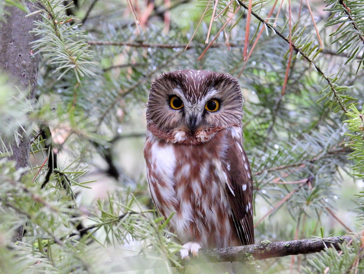 Northern Saw-whet Owl - ML646883751