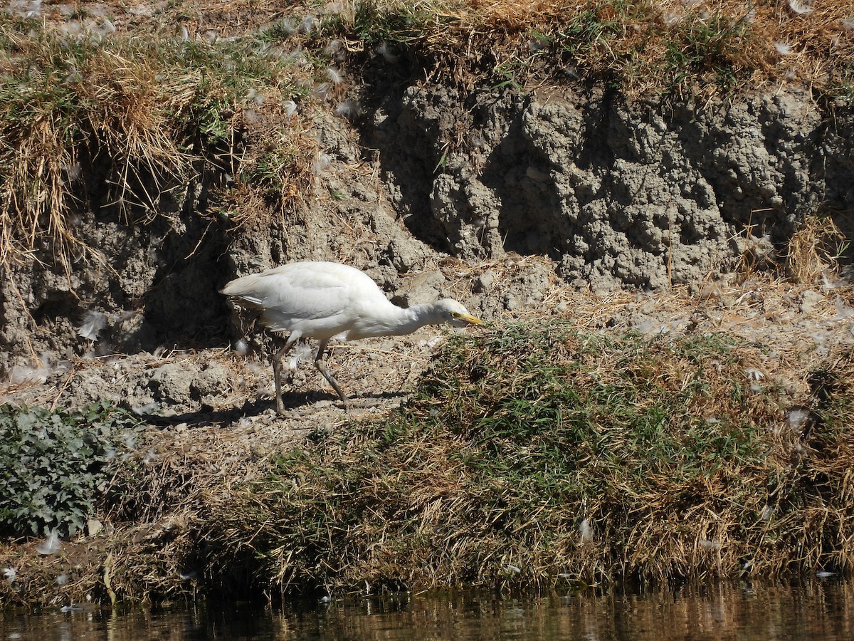 Great Egret - ML646883754