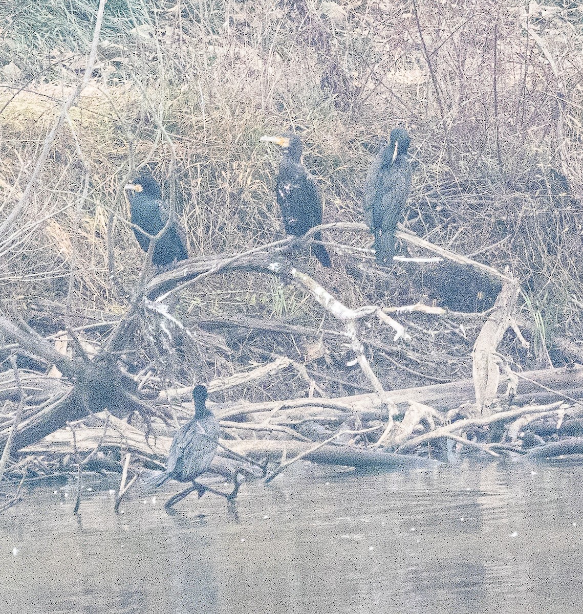 Ubarroi handia - ML646883756