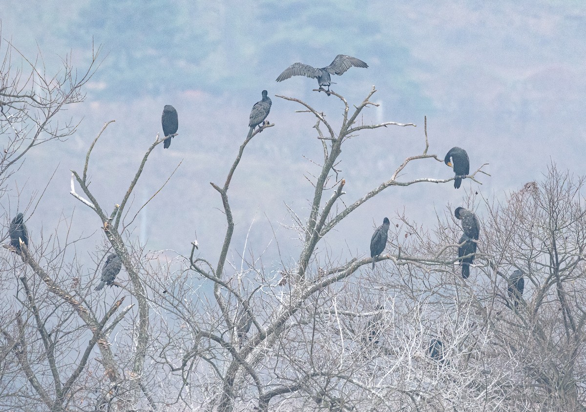 Ubarroi handia - ML646883758