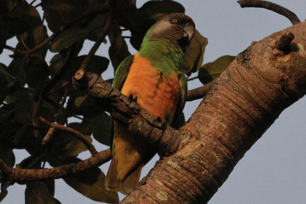 Lorito Senegalés - ML646883761
