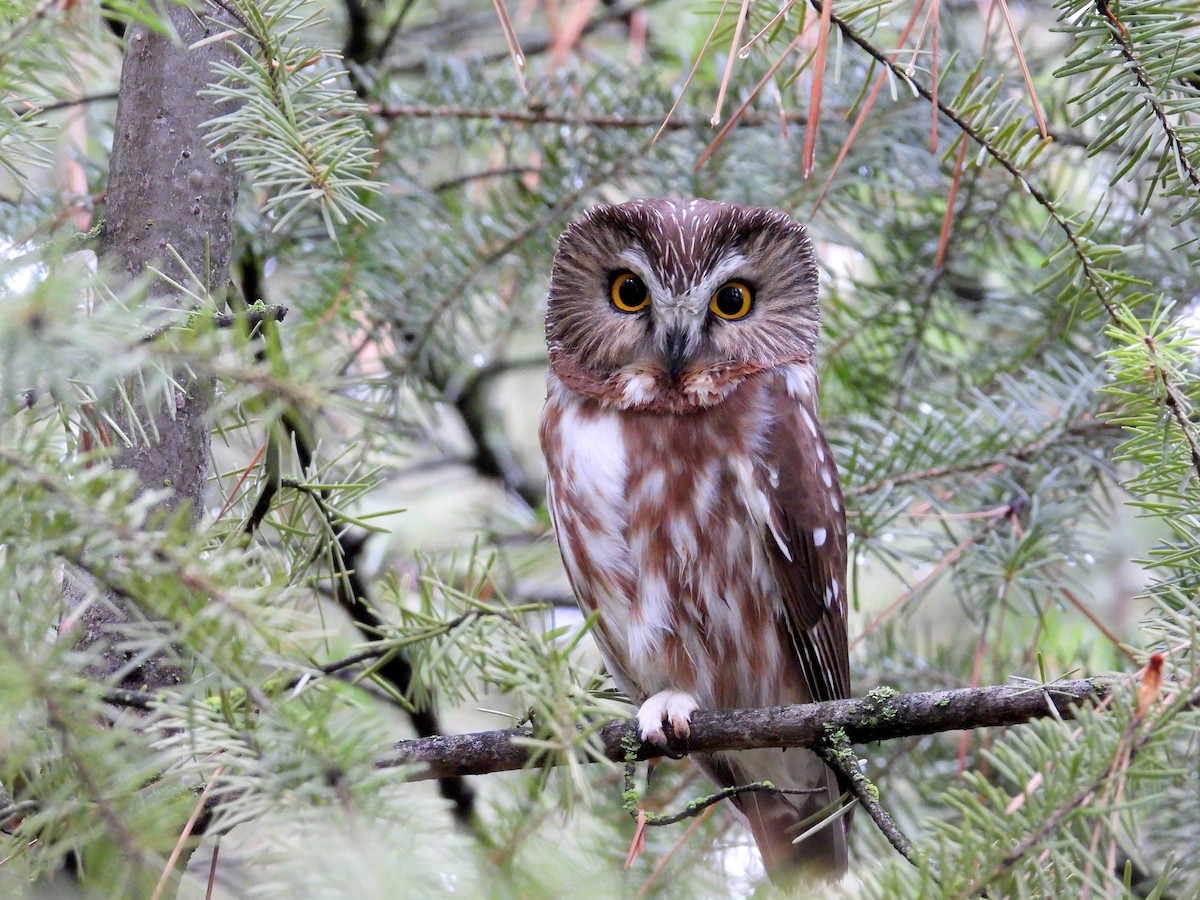 Northern Saw-whet Owl - ML646883765