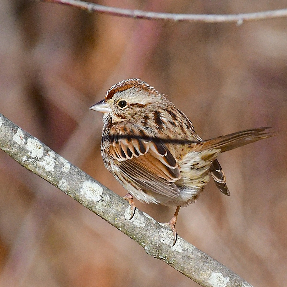 strnadec zpěvný - ML646883766