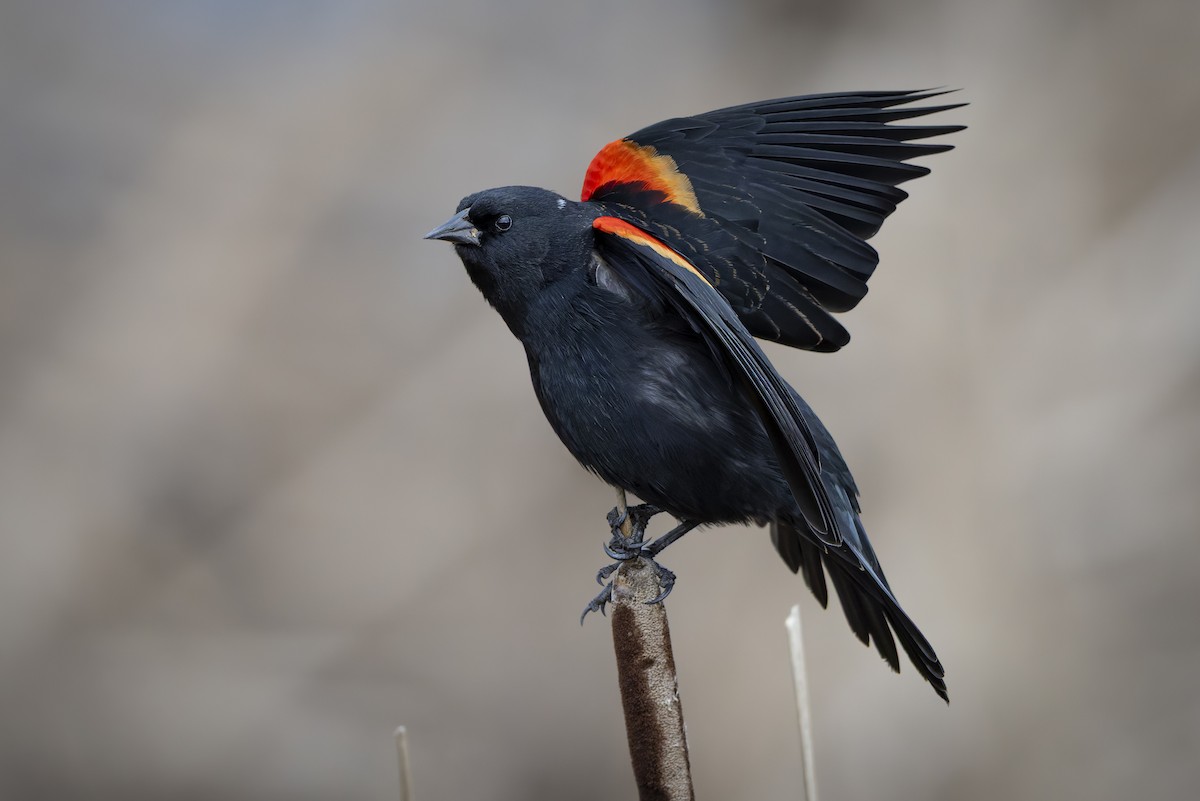 Red-winged Blackbird - ML646883767