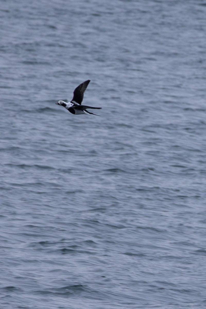 Long-tailed Duck - ML646883774
