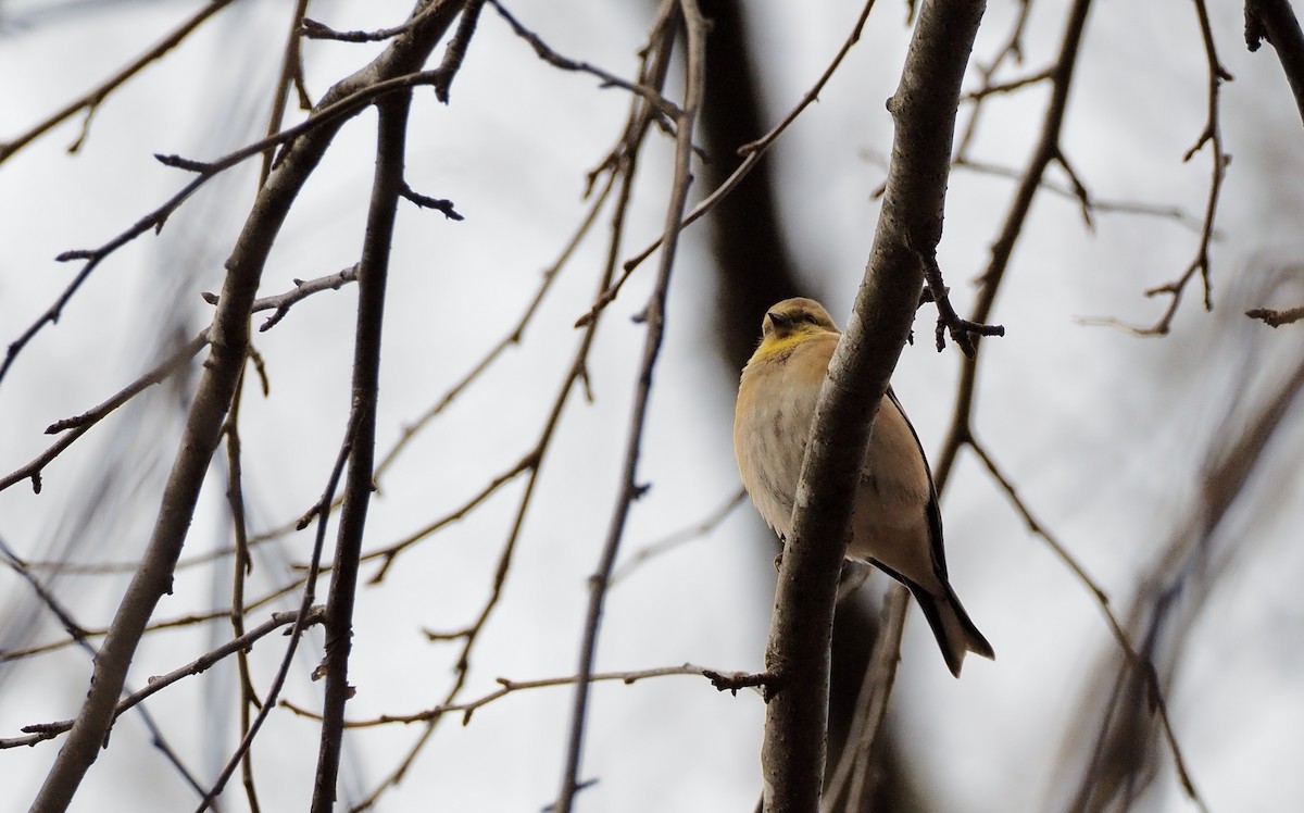 American Goldfinch - ML646883777