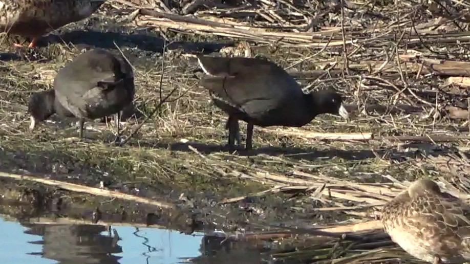 Лиска американська - ML646883790