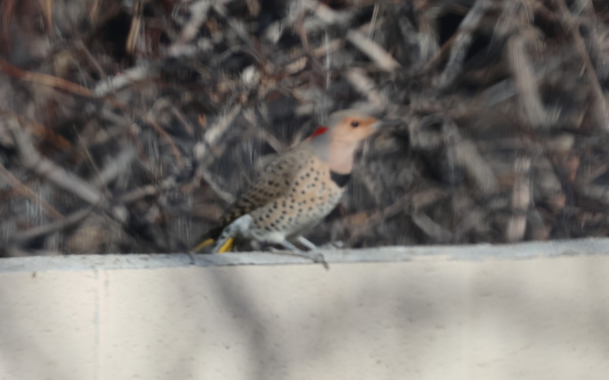 Altın Ağaçkakan (auratus/luteus) - ML646883791