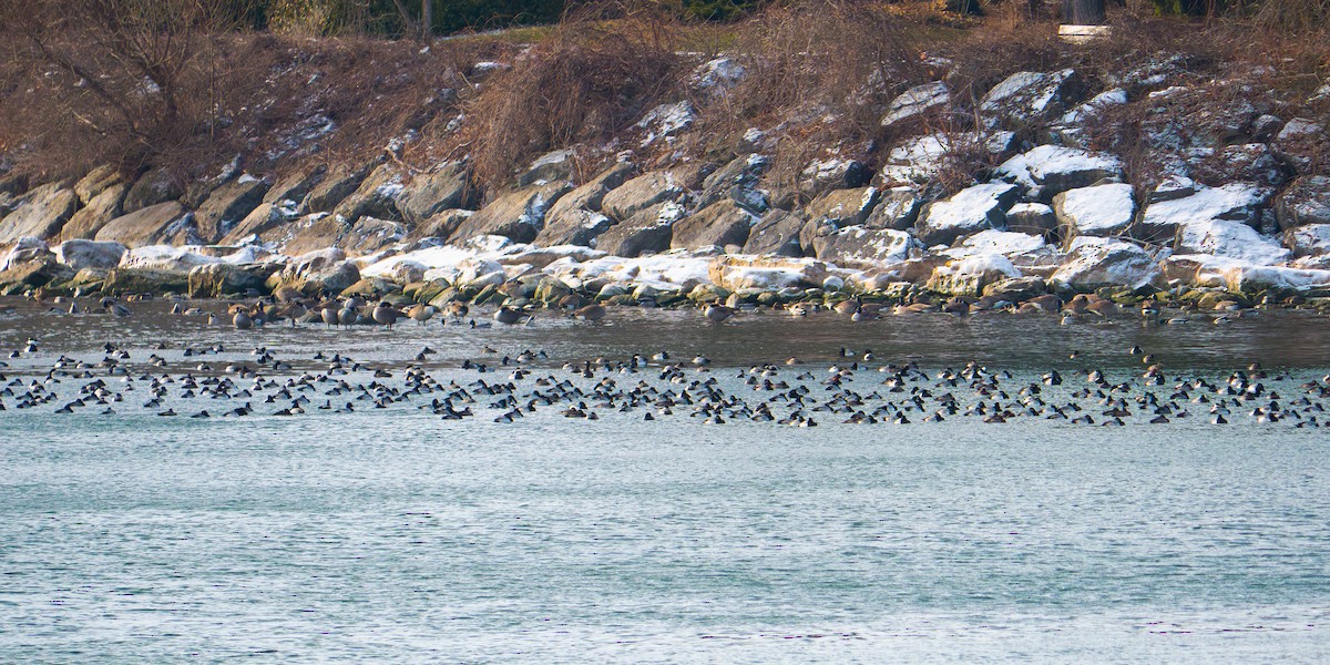 bergand - ML646883792