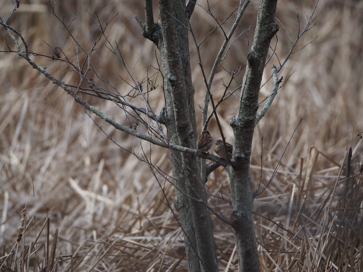 Gorrión Común - ML646883796