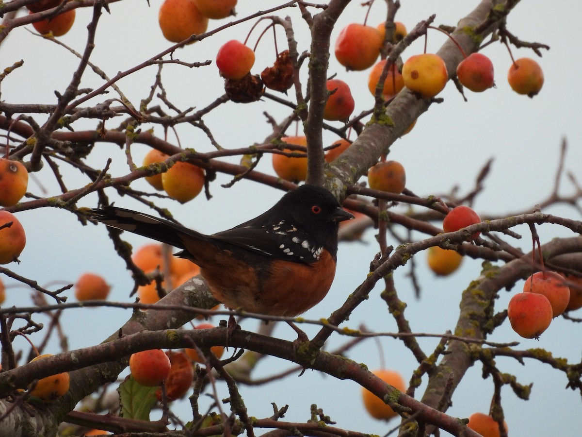 Spotted Towhee - ML646883797