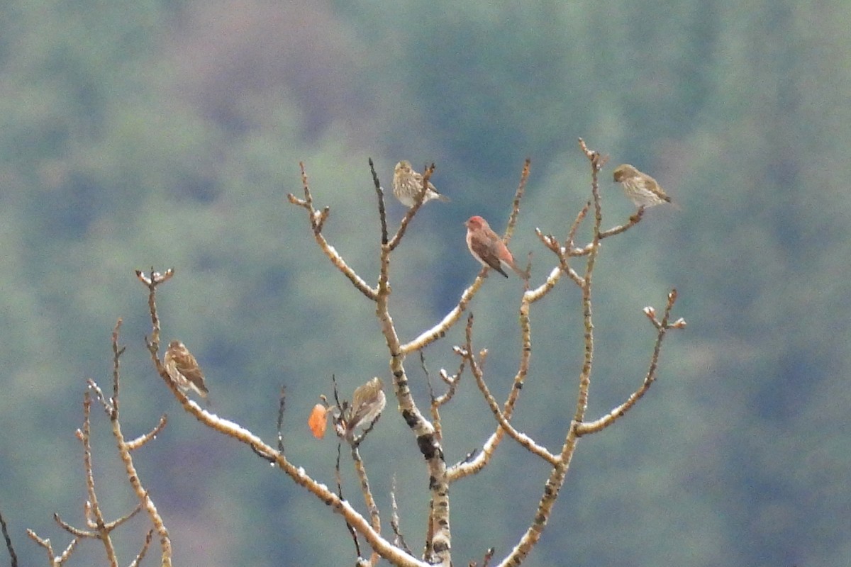 Purple Finch - ML646883801