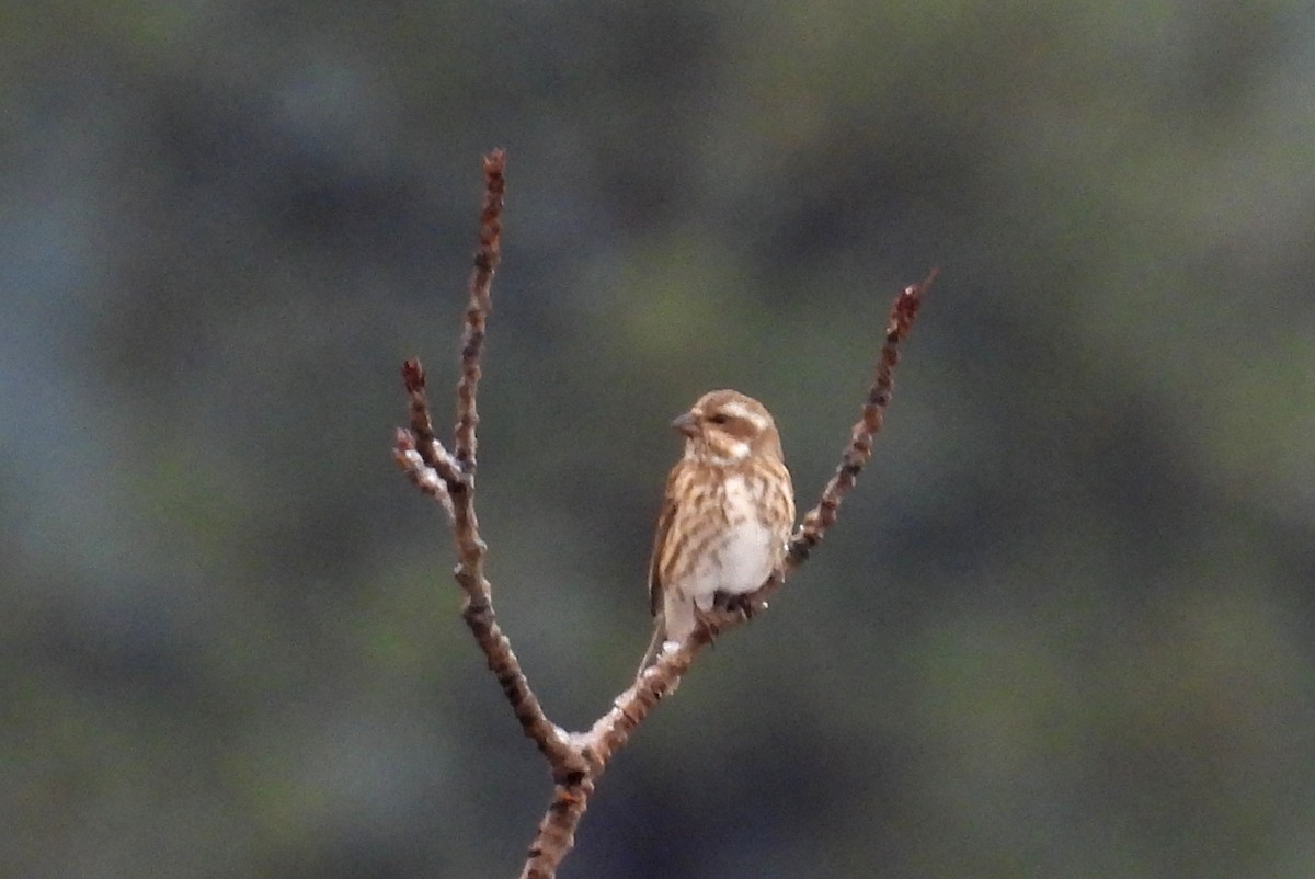 Purple Finch - ML646883804
