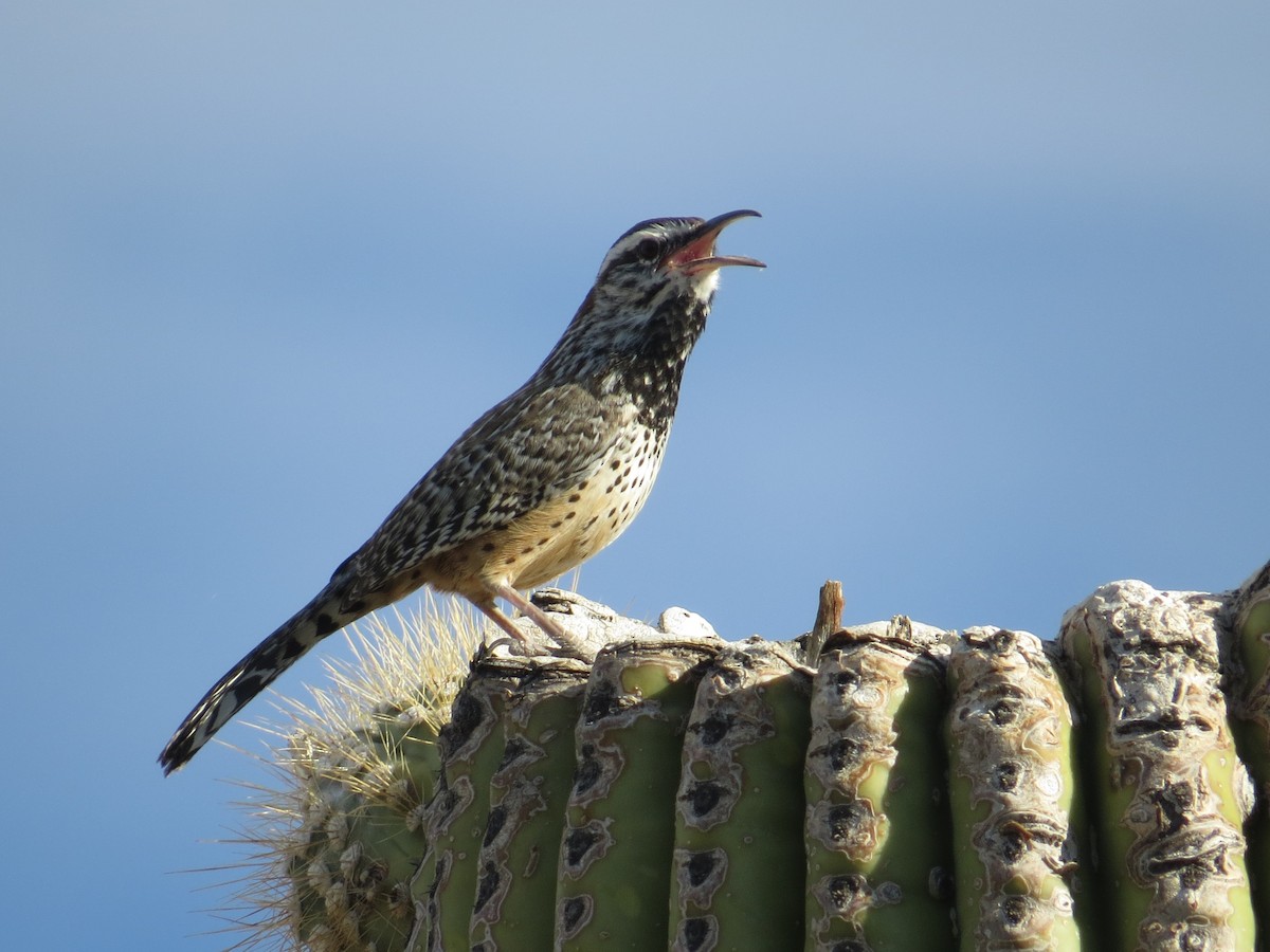 Cactus Wren - ML646883805