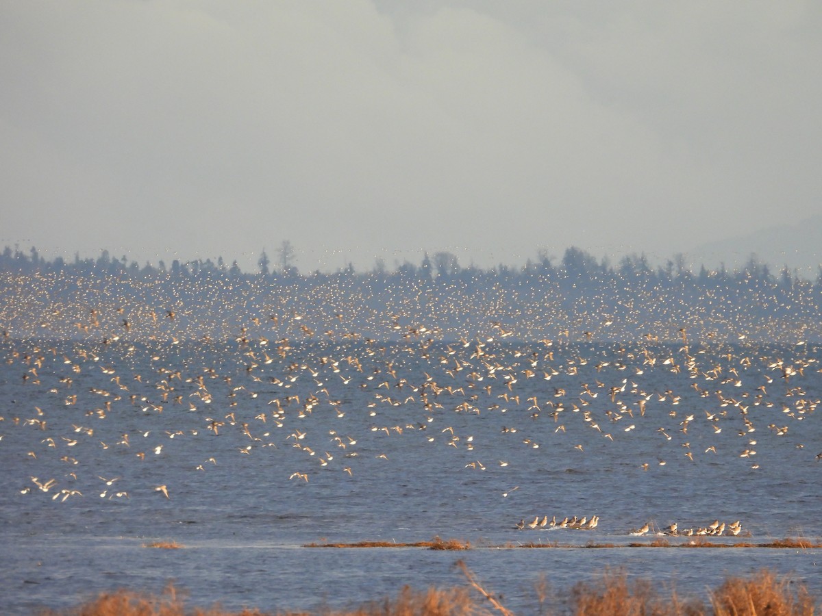 shorebird sp. - ML646883807
