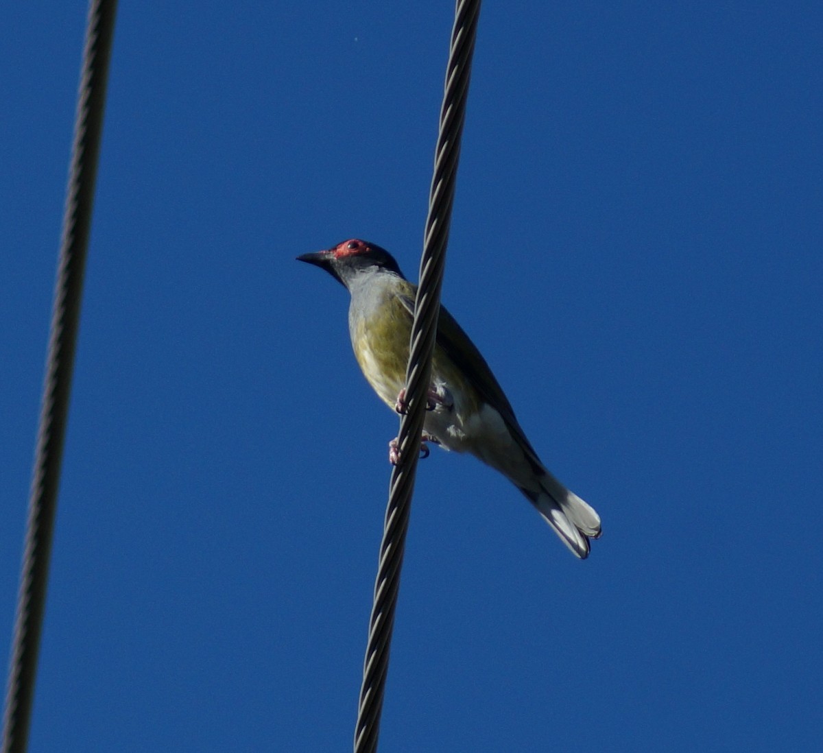 Australasian Figbird - ML64688381
