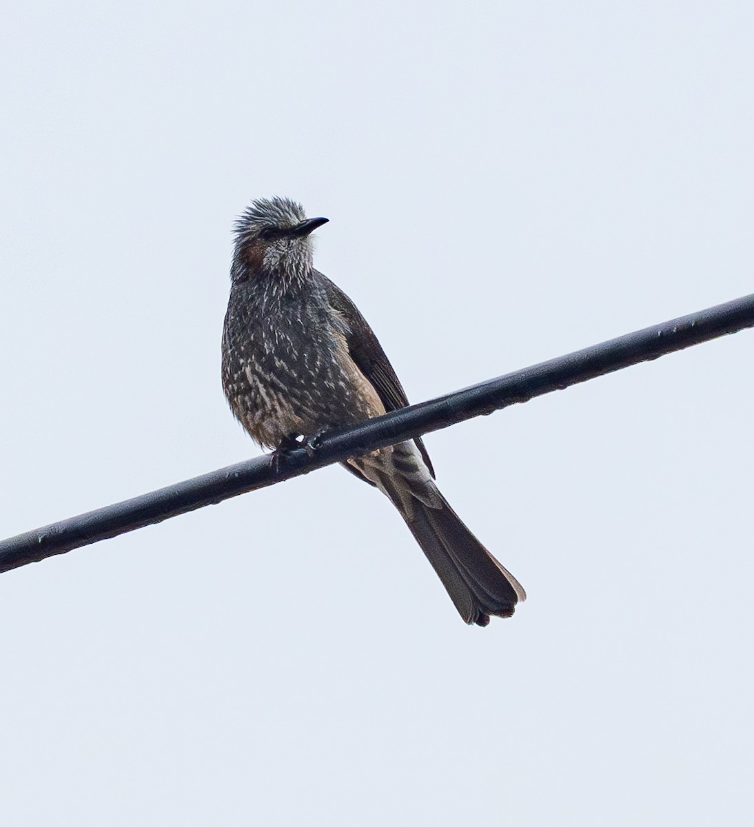 brunørebylbyl - ML646883810