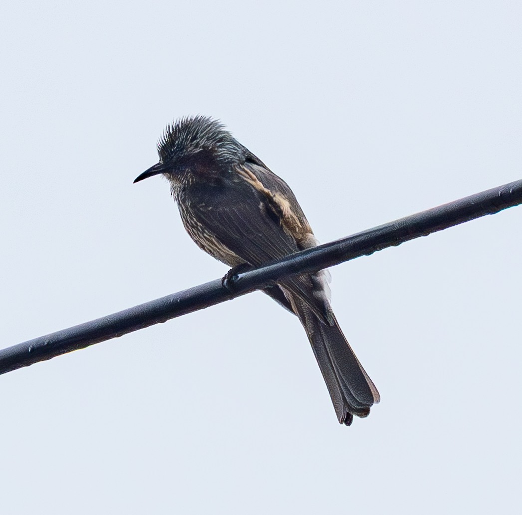 brunørebylbyl - ML646883811