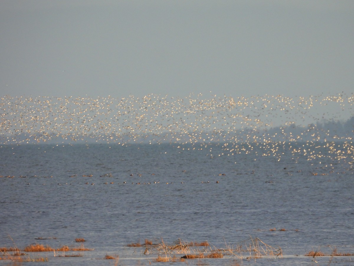 shorebird sp. - ML646883812