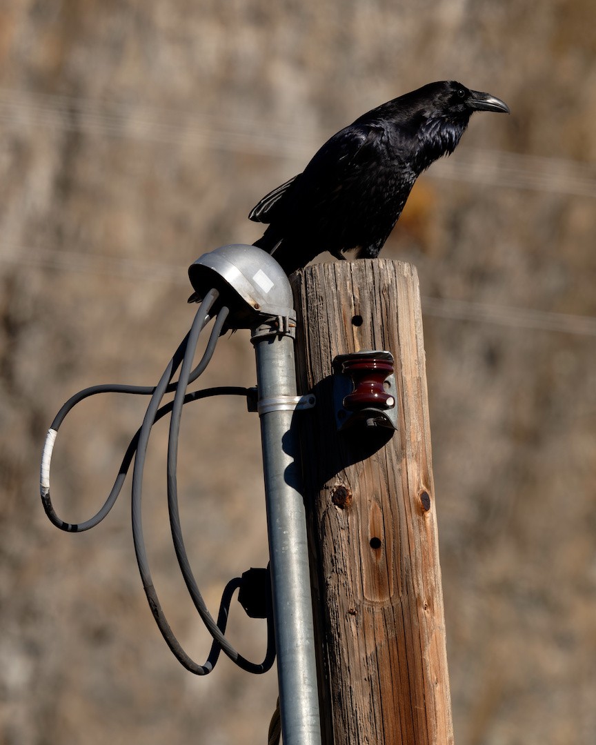 Ворон - ML646883813