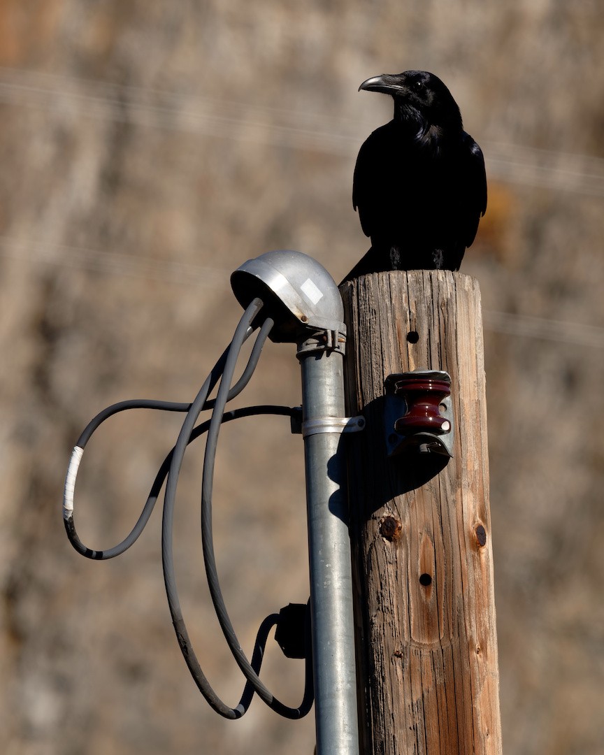 Ворон - ML646883814