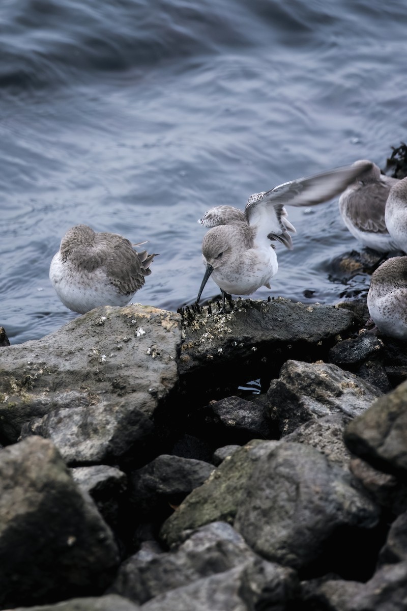 ハマシギ - ML646883817