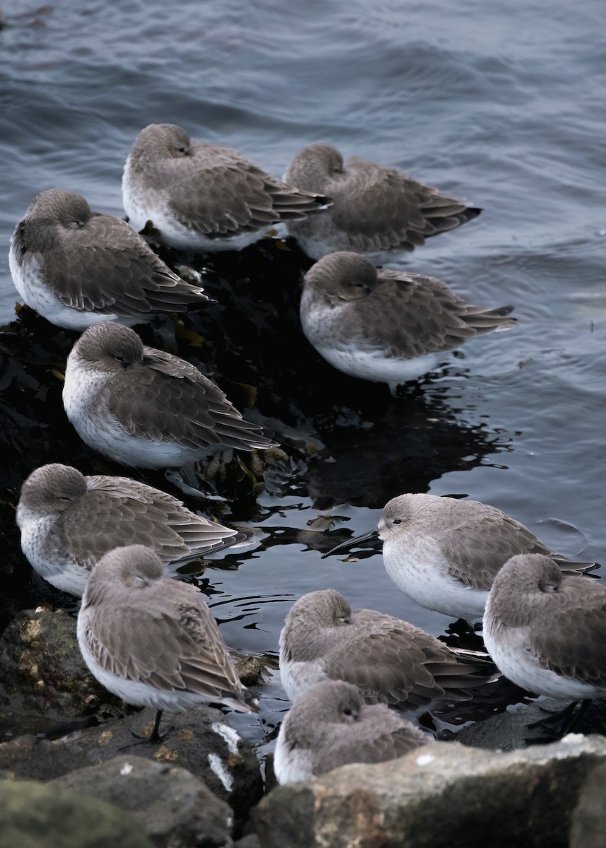 ハマシギ - ML646883818