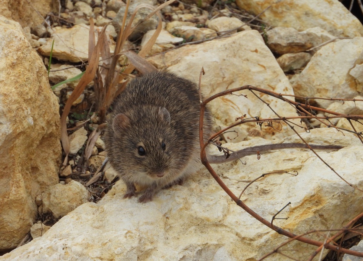 Mammals - ML646883820