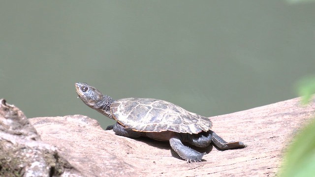 Eastern Saw-shelled Turtle - ML646883821