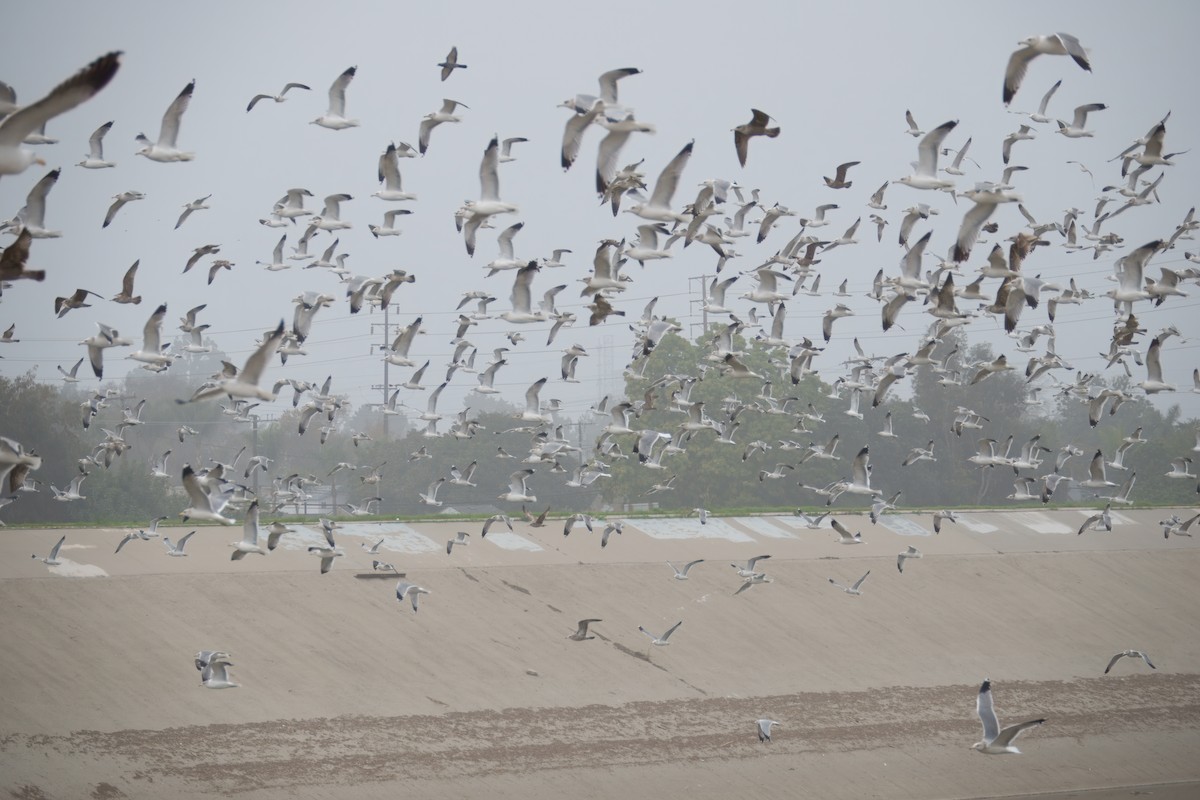 gull sp. - ML646883822