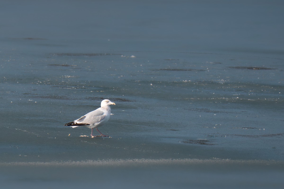 amerikagråmåke - ML646883831