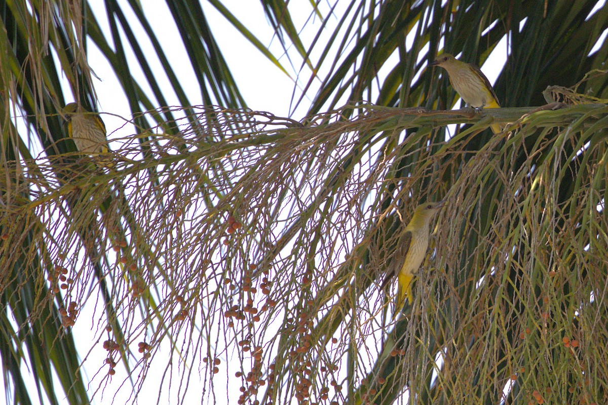 Eurasian Golden Oriole - ML646883832