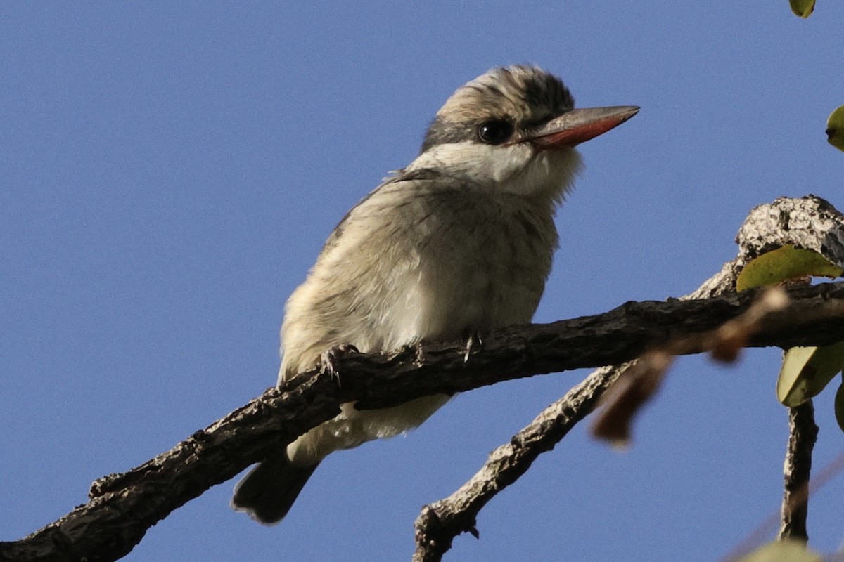 Alción Estriado - ML646883833