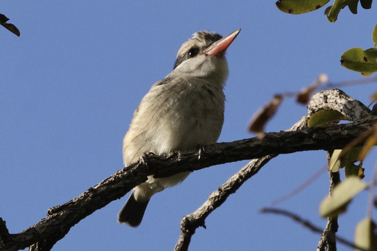 Alción Estriado - ML646883834