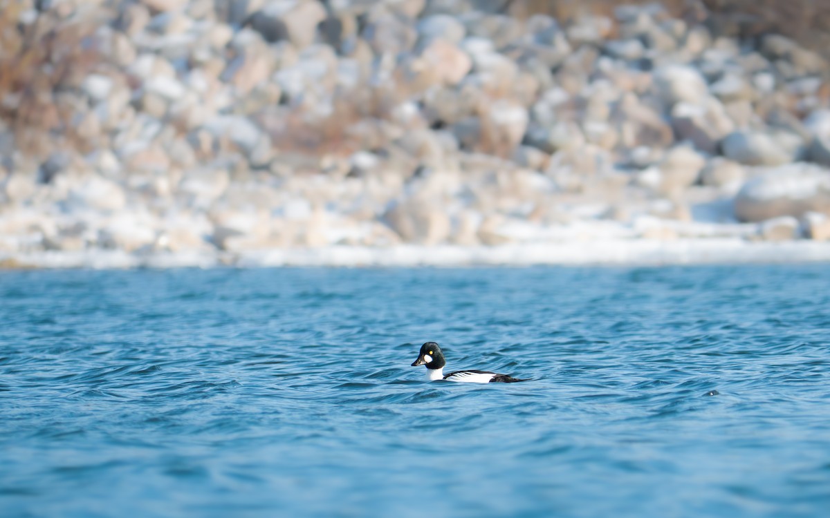Common Goldeneye - ML646883845