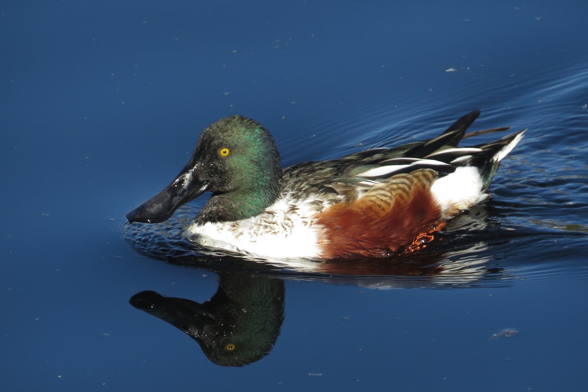 מרית צפונית - ML646883846