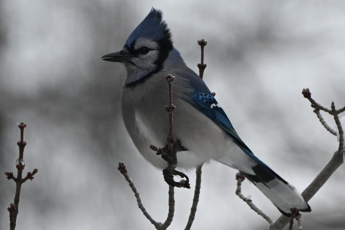 Blue Jay - ML646883848