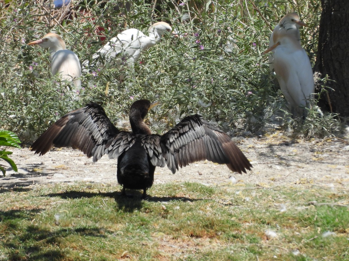 Neotropic Cormorant - ML646883850