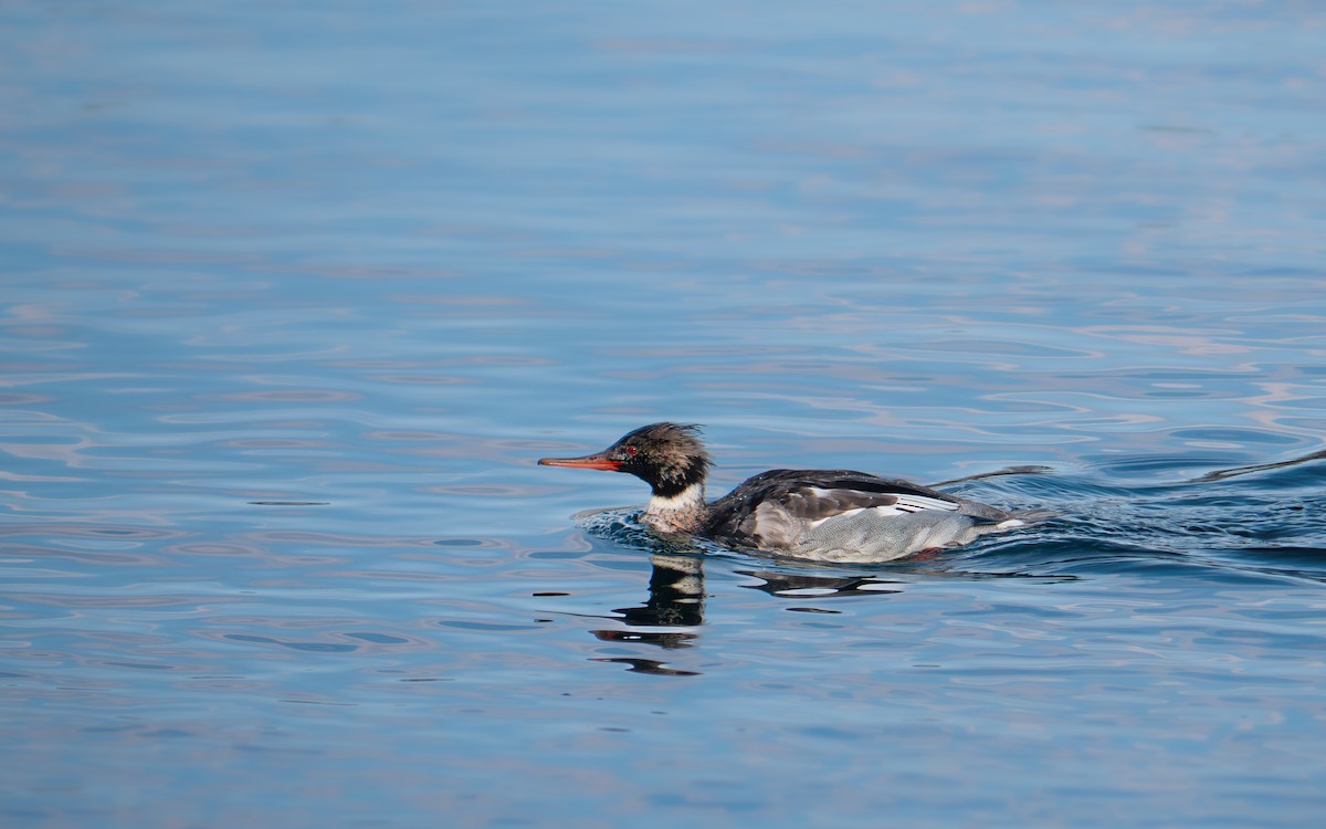 siland - ML646883852