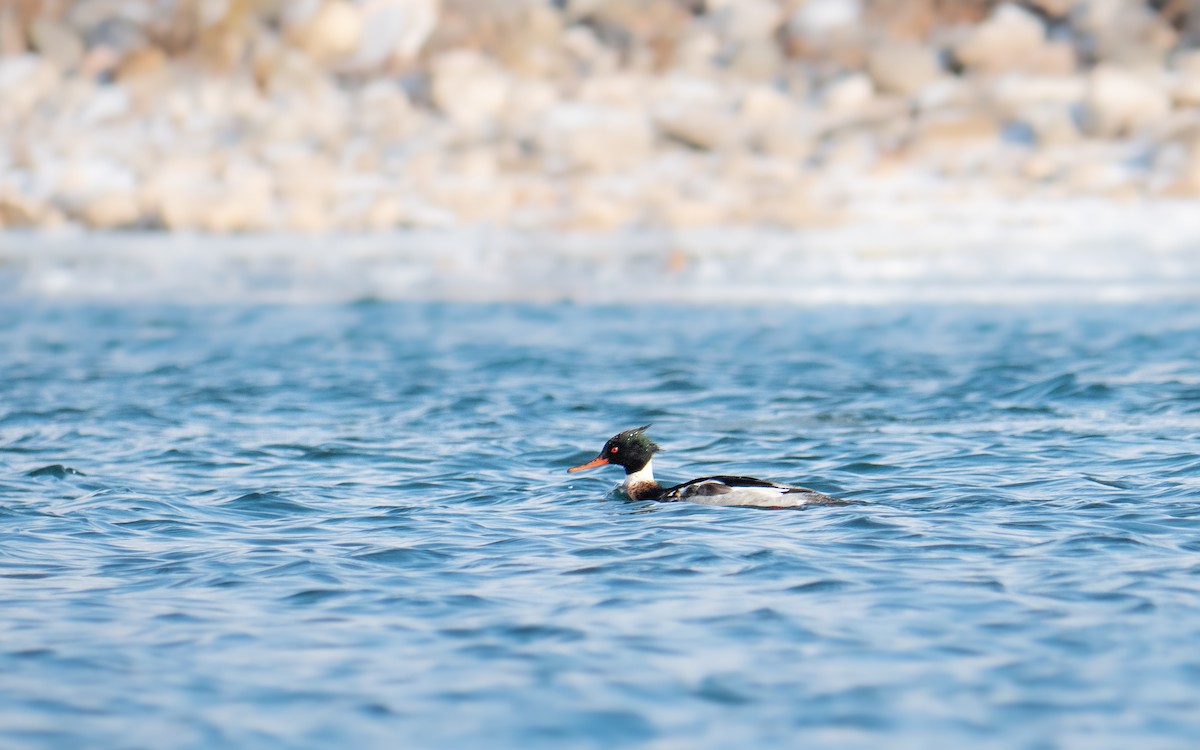 siland - ML646883853