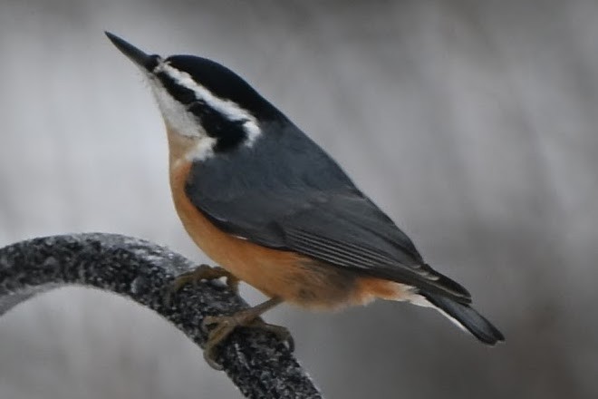 Red-breasted Nuthatch - ML646883854