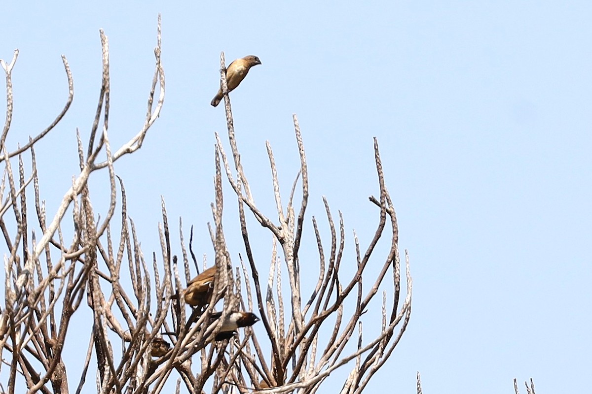 Bronze Mannikin - ML646883855