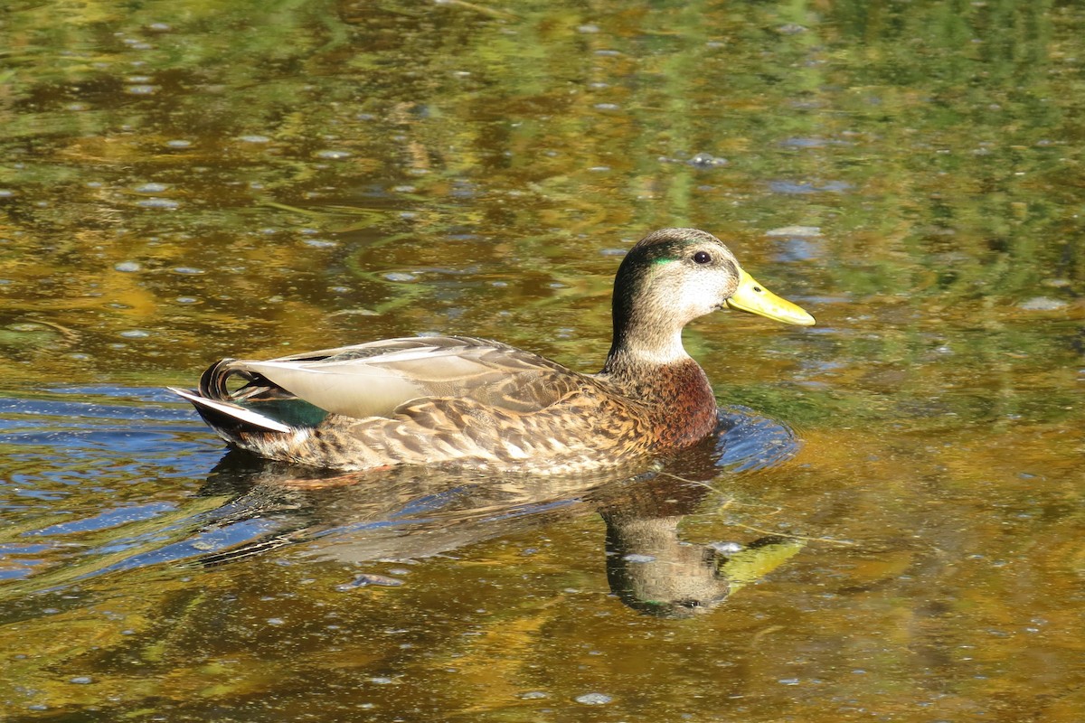 Mallard x Mexican Duck (hybrid) - ML646883856