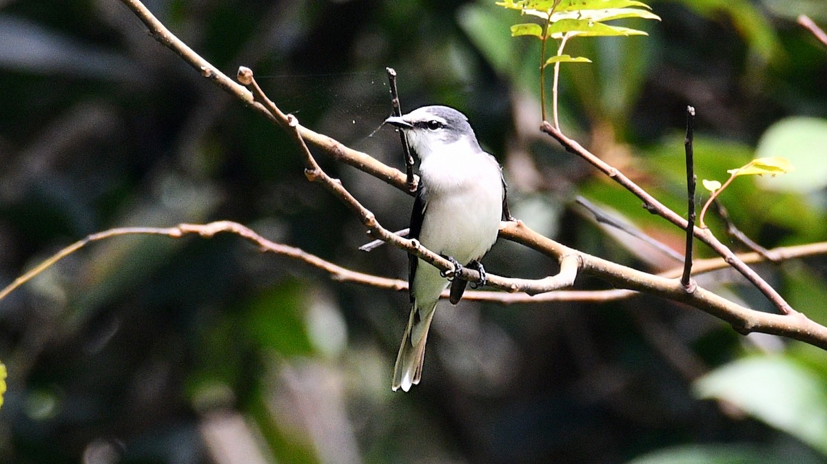 Brown-rumped Minivet - ML646883857